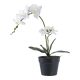 Orchidea műnövény, zöld/fehér 49 cm