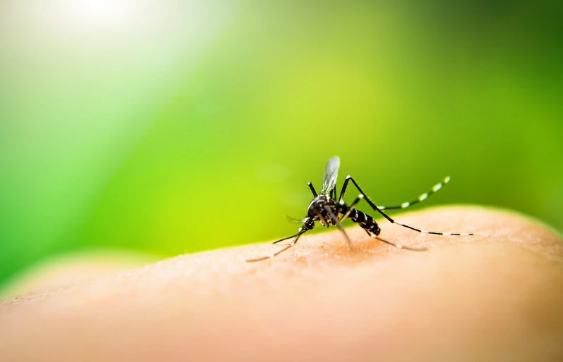 Mik a szúnyogcsípés allergia tünetei?