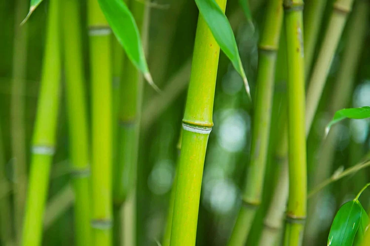 A bamboo grove.