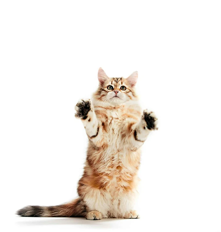 A funny kitten standing showing his paws. Isolated. Siberian cat