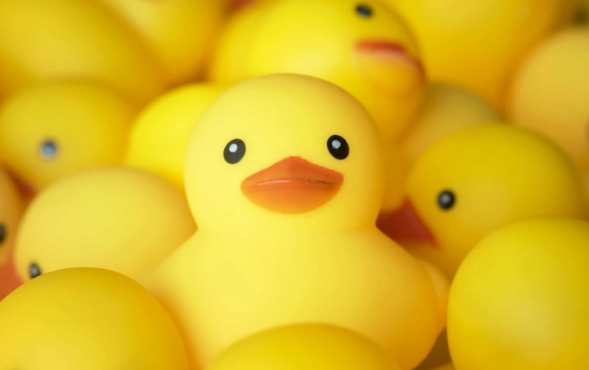 Closeup of rubber duckies