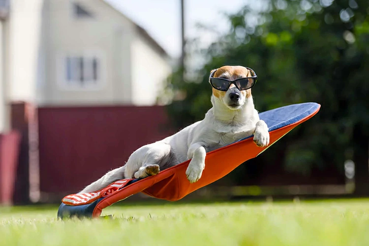 Jack russel terrier dog lies on a deck-chair