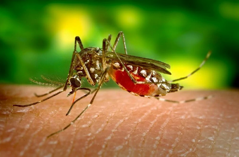 Szúnyogcsípés kezelése, viszketés enyhítése