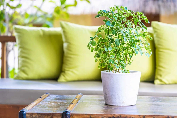 Vase plant on table decoration with pillow on sofa chair